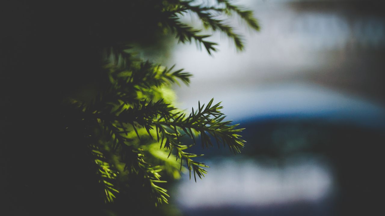 Wallpaper needles, spruce, branch, blur