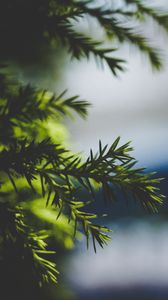 Preview wallpaper needles, spruce, branch, blur