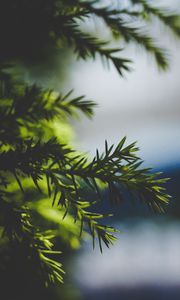 Preview wallpaper needles, spruce, branch, blur