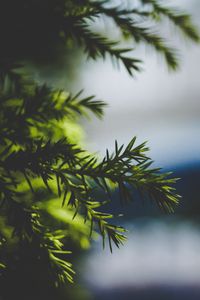 Preview wallpaper needles, spruce, branch, blur