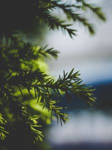 Preview wallpaper needles, spruce, branch, blur