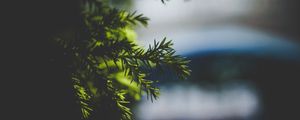 Preview wallpaper needles, spruce, branch, blur