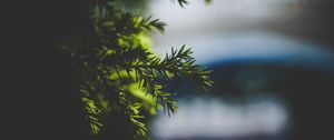 Preview wallpaper needles, spruce, branch, blur