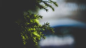 Preview wallpaper needles, spruce, branch, blur