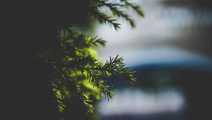 Preview wallpaper needles, spruce, branch, blur