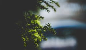 Preview wallpaper needles, spruce, branch, blur