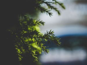 Preview wallpaper needles, spruce, branch, blur