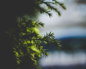 Preview wallpaper needles, spruce, branch, blur