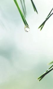 Preview wallpaper needles, spruce, drop, background, water