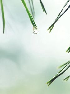 Preview wallpaper needles, spruce, drop, background, water