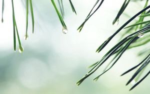 Preview wallpaper needles, spruce, drop, background, water