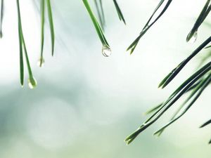 Preview wallpaper needles, spruce, drop, background, water