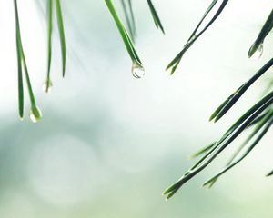 Preview wallpaper needles, spruce, drop, background, water