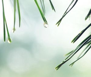 Preview wallpaper needles, spruce, drop, background, water