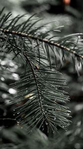 Preview wallpaper needles, spruce, drops, macro