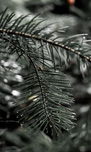 Preview wallpaper needles, spruce, drops, macro