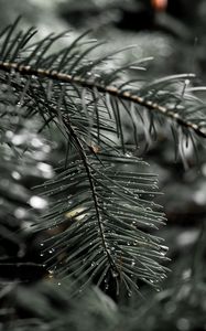 Preview wallpaper needles, spruce, drops, macro