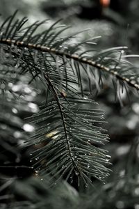 Preview wallpaper needles, spruce, drops, macro