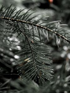 Preview wallpaper needles, spruce, drops, macro