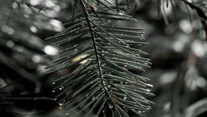 Preview wallpaper needles, spruce, drops, macro