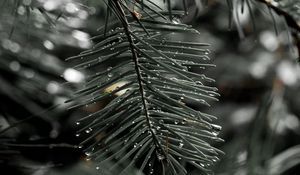 Preview wallpaper needles, spruce, drops, macro