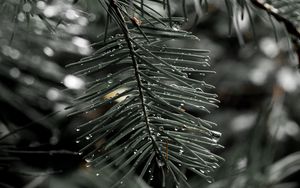 Preview wallpaper needles, spruce, drops, macro