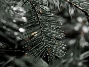 Preview wallpaper needles, spruce, drops, macro