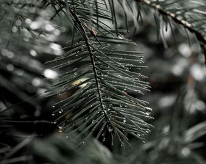 Preview wallpaper needles, spruce, drops, macro