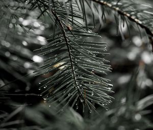 Preview wallpaper needles, spruce, drops, macro