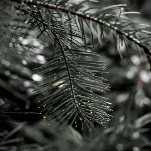 Preview wallpaper needles, spruce, drops, macro