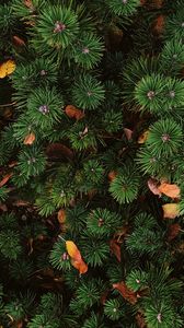 Preview wallpaper needles, spruce, plant, aerial view