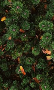 Preview wallpaper needles, spruce, plant, aerial view