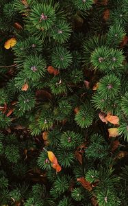 Preview wallpaper needles, spruce, plant, aerial view