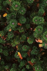 Preview wallpaper needles, spruce, plant, aerial view