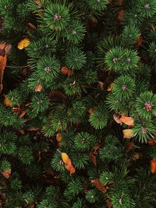 Preview wallpaper needles, spruce, plant, aerial view