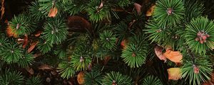 Preview wallpaper needles, spruce, plant, aerial view