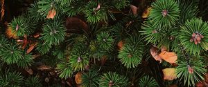 Preview wallpaper needles, spruce, plant, aerial view