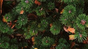 Preview wallpaper needles, spruce, plant, aerial view