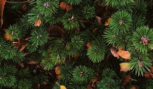 Preview wallpaper needles, spruce, plant, aerial view
