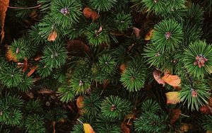 Preview wallpaper needles, spruce, plant, aerial view