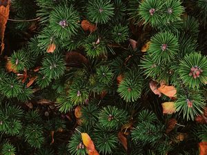 Preview wallpaper needles, spruce, plant, aerial view