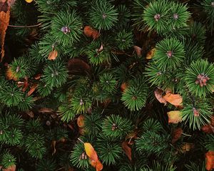 Preview wallpaper needles, spruce, plant, aerial view