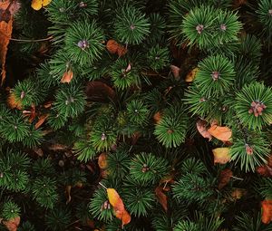 Preview wallpaper needles, spruce, plant, aerial view