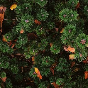 Preview wallpaper needles, spruce, plant, aerial view