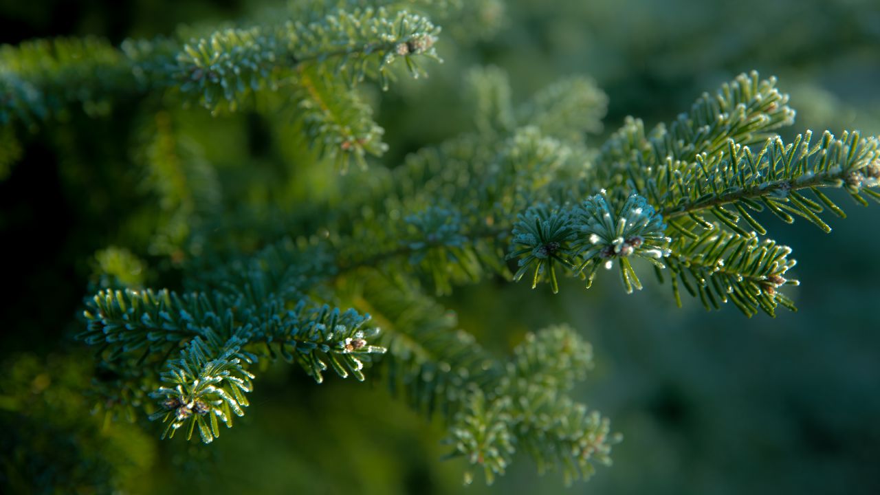 Wallpaper needles, tree, blur, macro