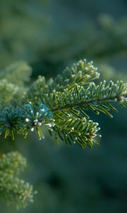 Preview wallpaper needles, tree, blur, macro