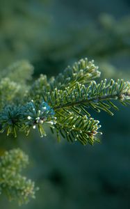 Preview wallpaper needles, tree, blur, macro