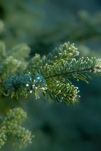 Preview wallpaper needles, tree, blur, macro