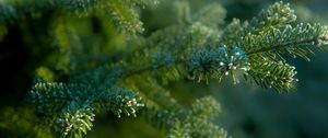 Preview wallpaper needles, tree, blur, macro