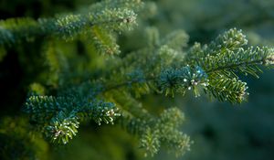 Preview wallpaper needles, tree, blur, macro